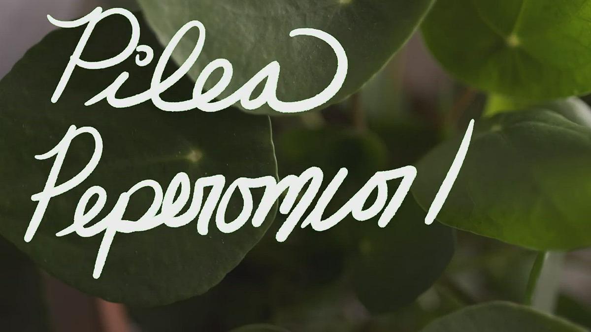 'Video thumbnail for PILEA PEPEROMIOIDES: a Cinematic Houseplant Guide'