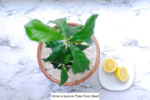 How to Grow a Meyer Lemon Tree from a Seed Indoors | Simply Living NC (3)