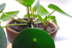 Pilea Peperomioides Chinese Money Plant | The Trendy Plant | Simply Living NC