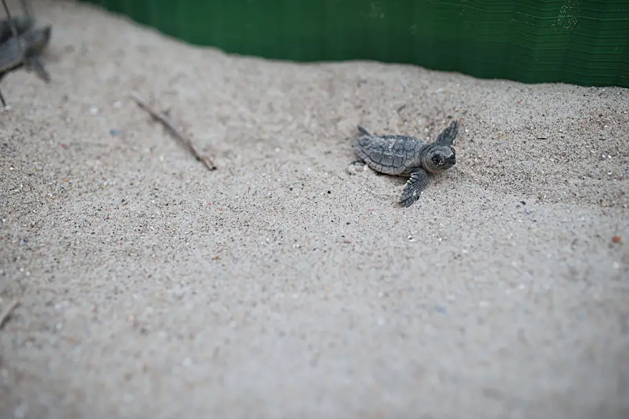 Sea Turtle Loggerhead hatchlings nests in North Carolina | Simply Living NC