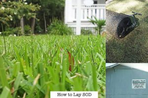 How to Lay Sod to Save Money | DIY 5 step guide
