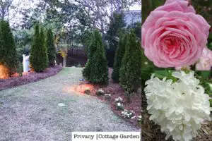 Privacy Plants in a Cottage Garden an Alternative Privacy Fence | Simply Living NC