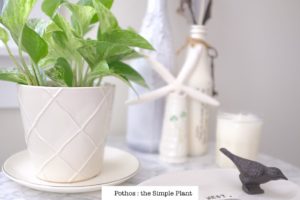 Pothos Houseplants Easy Low Light Plant | Simply Living NC