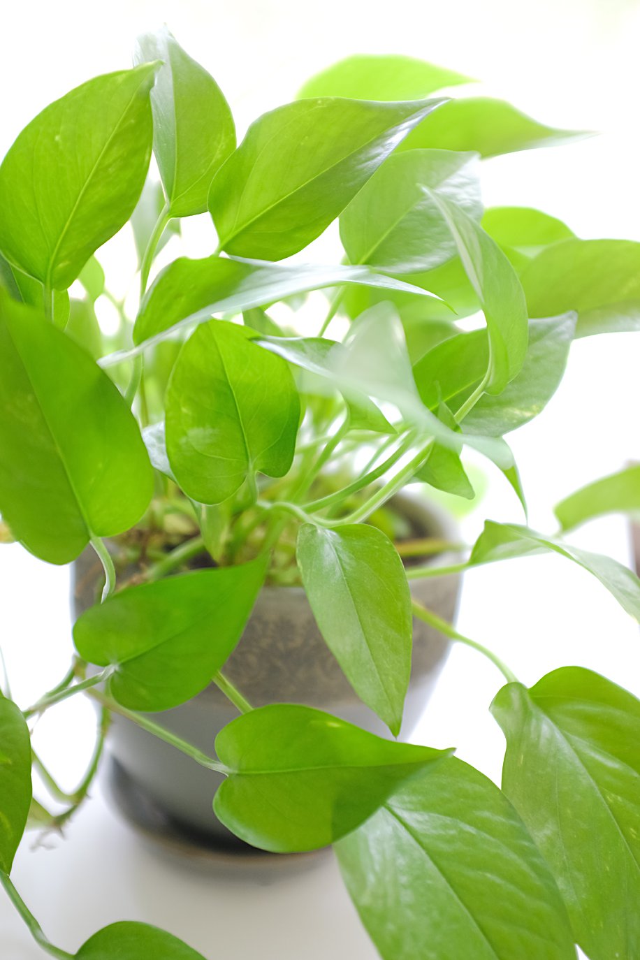 Pothos Houseplants Easy Low Light Plant | Simply Living NC