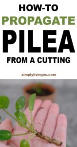 How to Propagate Pilea | Simply Living NC