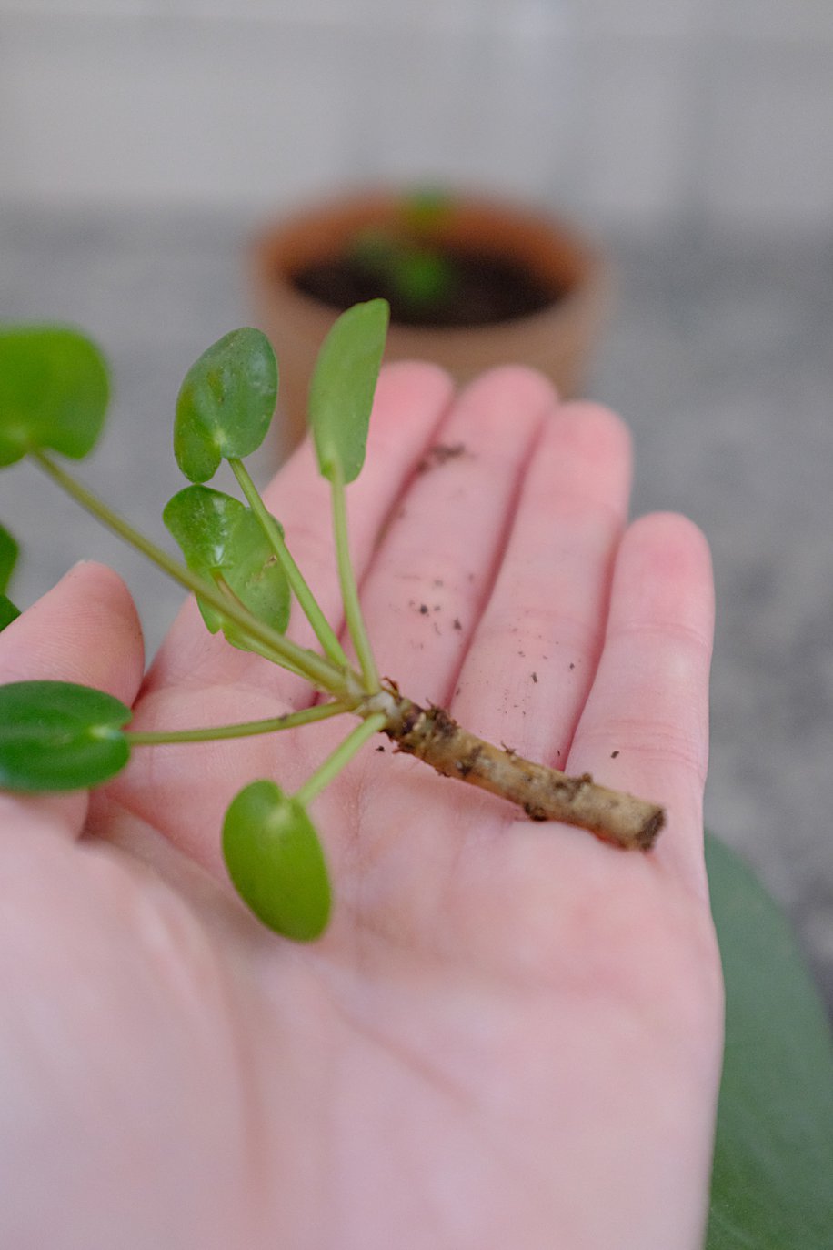 Pilea Peperomioides Propagation How to Care for Chinese Money Plant ...