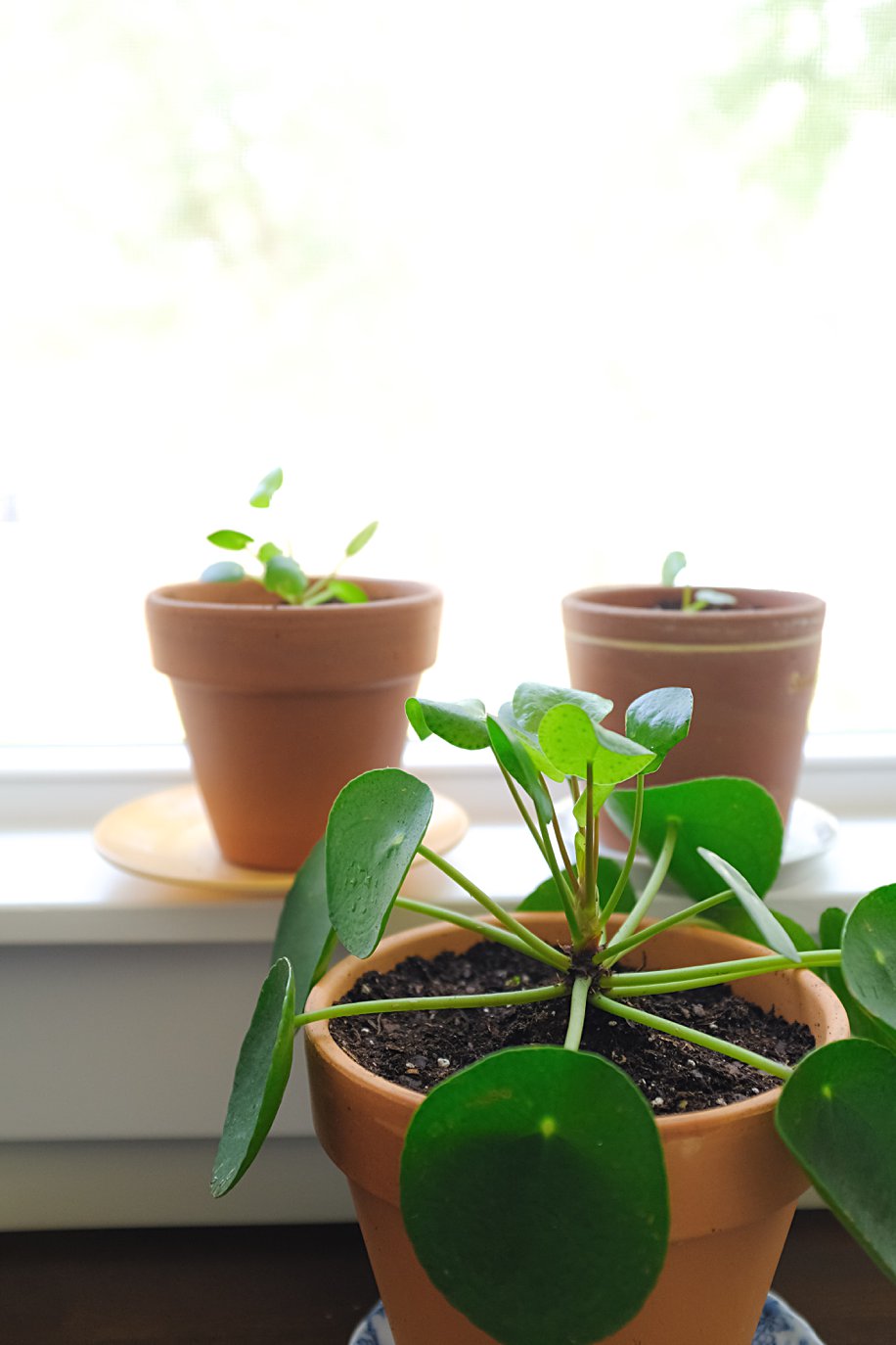 Pilea Peperomioides Propagation How to Care for Chinese Money Plant ...