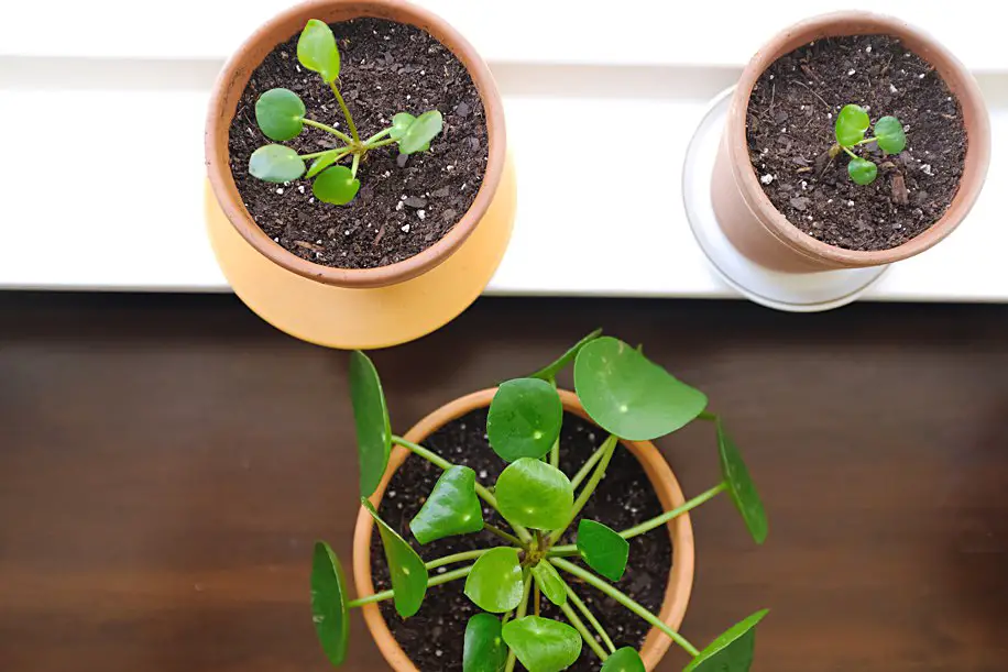 Pilea Peperomioides Propagation How to Care for Chinese ...