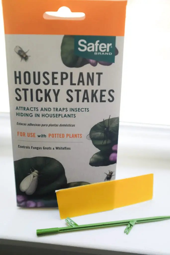 Fungus Gnats How to Get Rid of Pilea Houseplant Pests