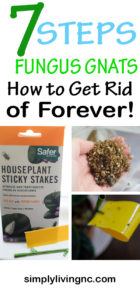 7 Steps to Get Rid of Fungus Gnats | Simply Living NC