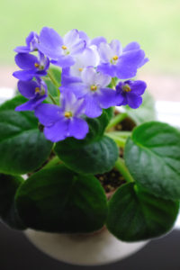African Violet Houseplant Easy Care Guide | Simply Living NC