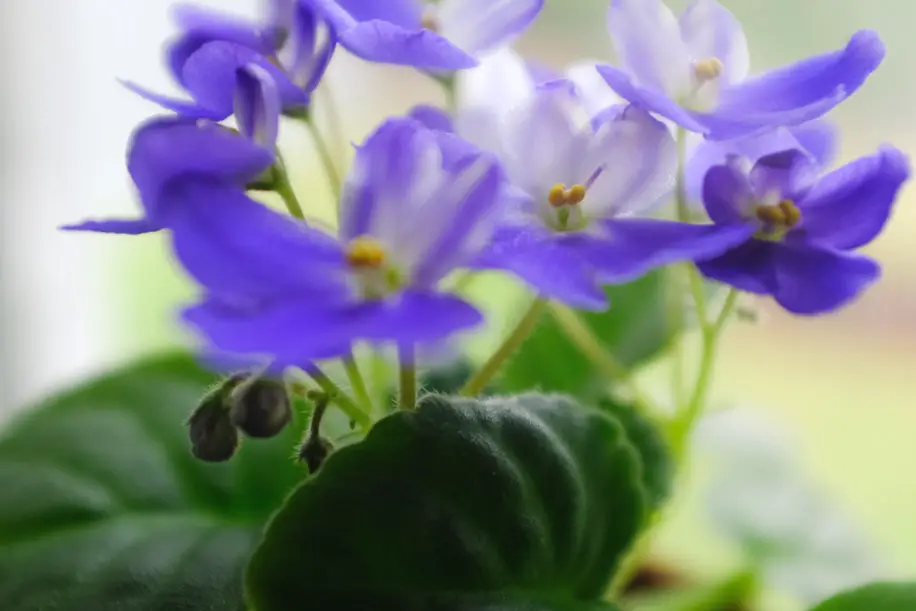 African Violet Houseplant Easy Care Guide | Simply Living NC