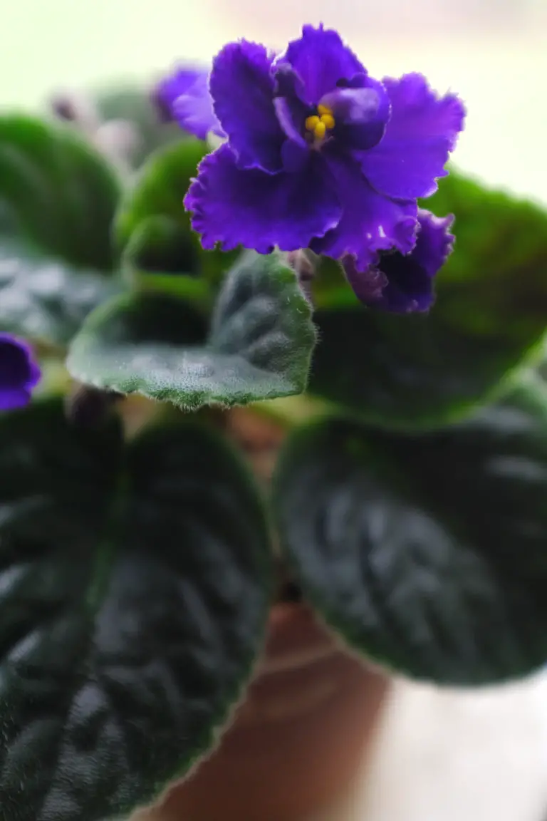 African Violet is Dying How to Revive & Care Simply Living NC