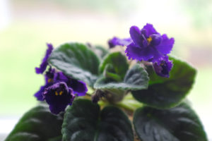 African Violet Houseplant Easy Care Guide | Simply Living NC