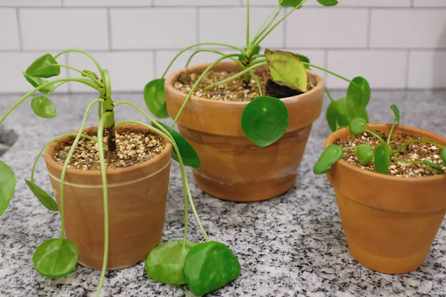 Pilea Peperomioides Dying How to Revive & Care | Simply Living NC