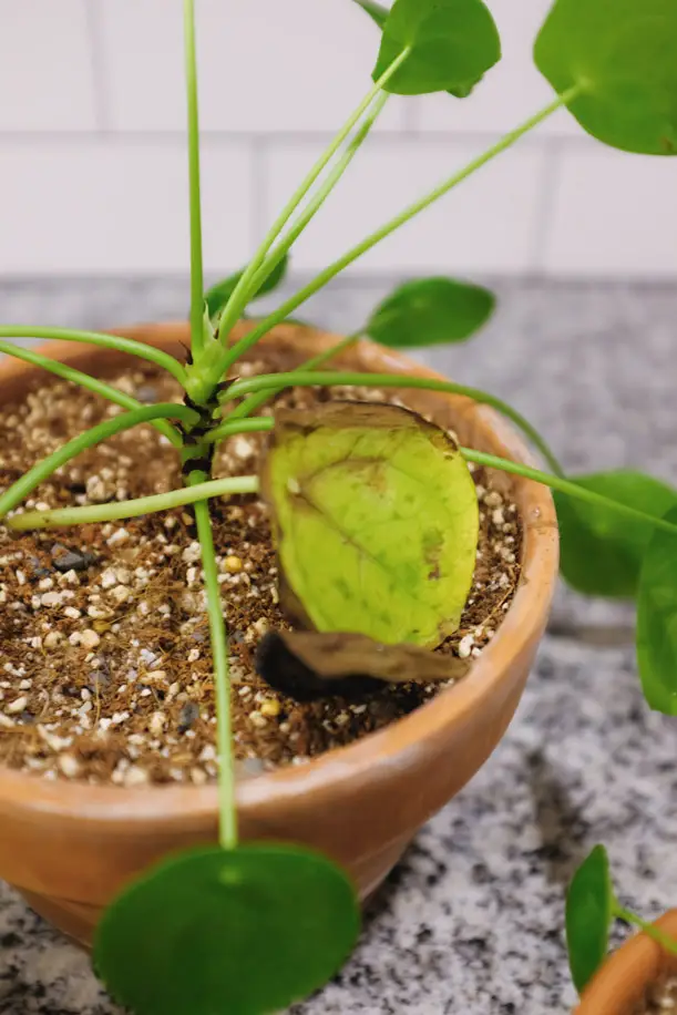 Pilea Peperomioides Dying How to Revive & Care | Simply Living NC