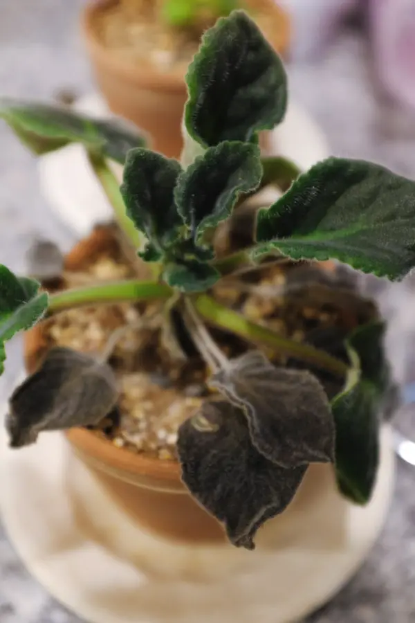 African Violet is Dying How to Revive & Care Simply Living NC