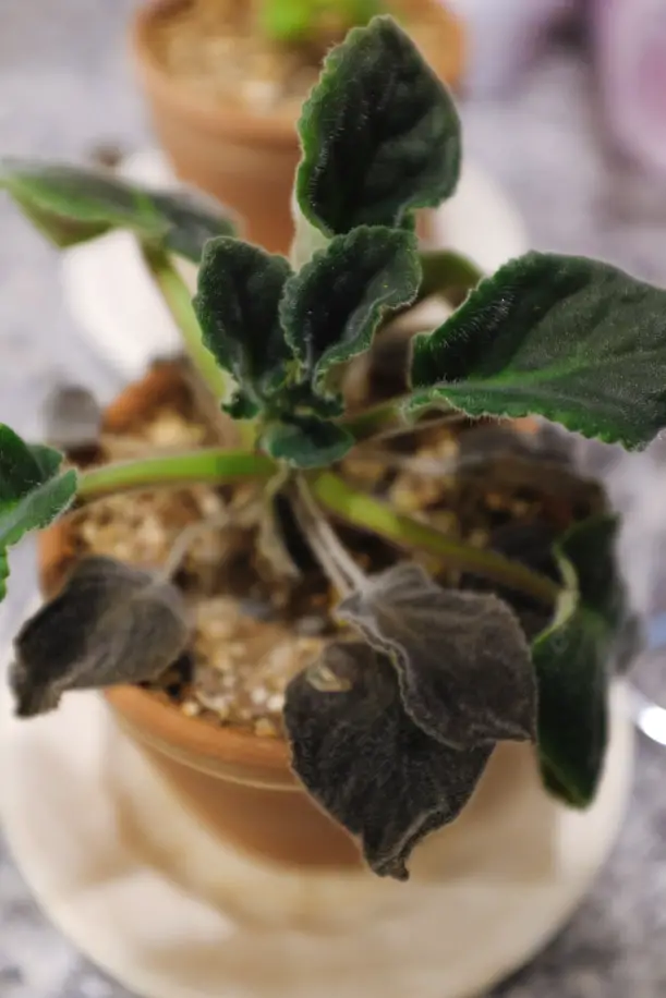 African Violet is Dying How to Revive & Care | Simply Living NC