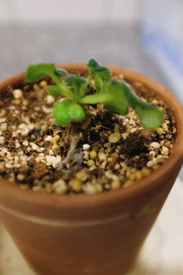 African Violet is Dying How to Revive & Care Simply Living NC