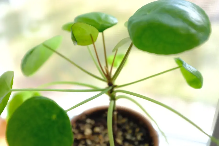 Pilea Peperomioides Dying How to Revive & Care | Simply Living NC