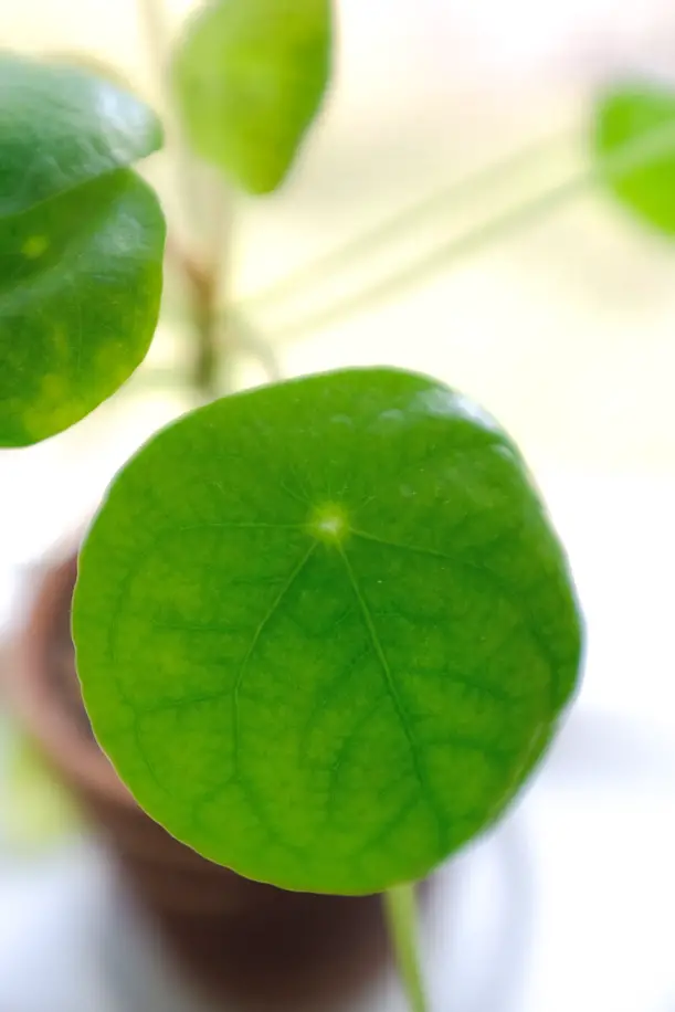 Pilea Peperomioides Dying How to Revive & Care | Simply Living NC