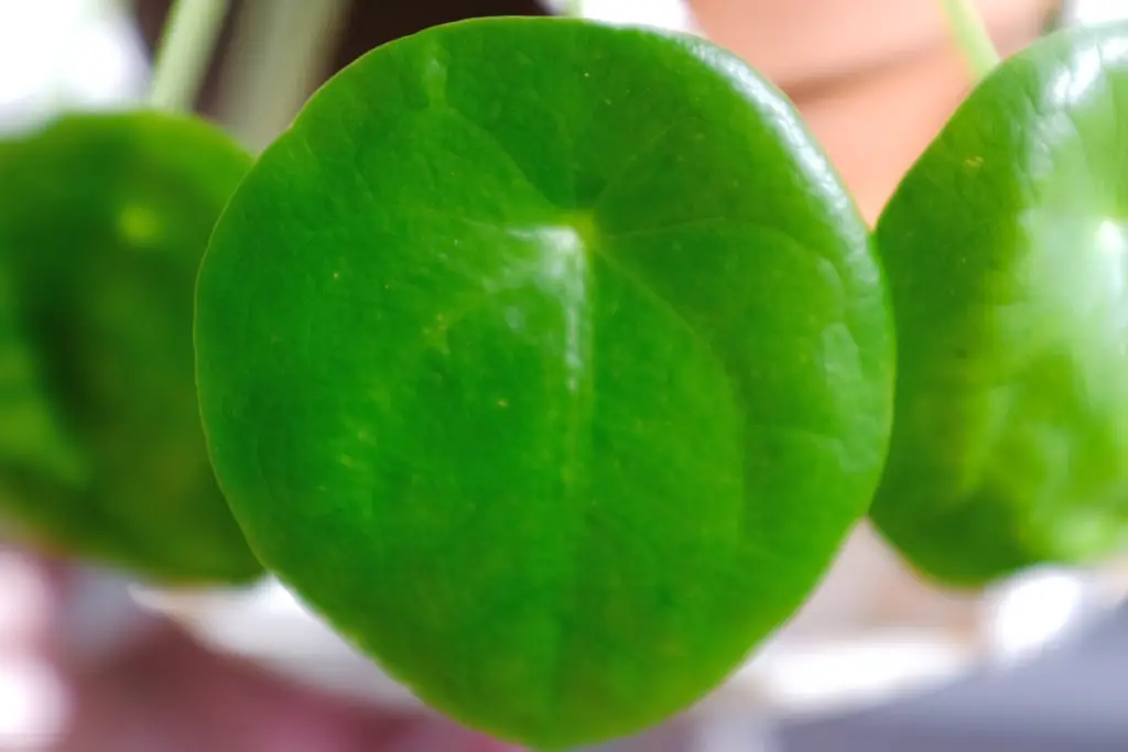 Pilea Peperomioides Dying How to Revive & Care | Simply Living NC