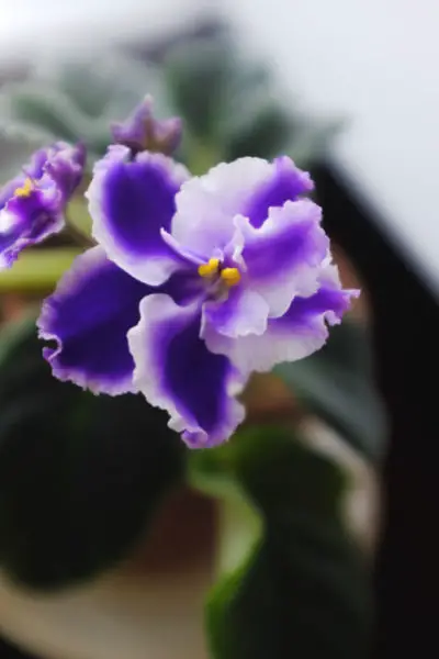 African Violet is Dying How to Revive & Care | Simply Living NC