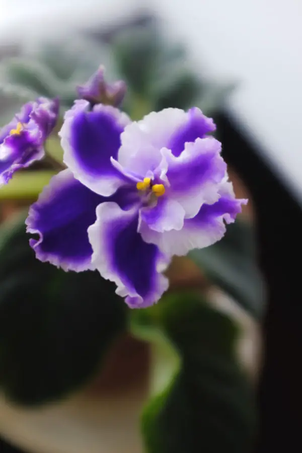African Violet is Dying How to Revive & Care Simply Living NC