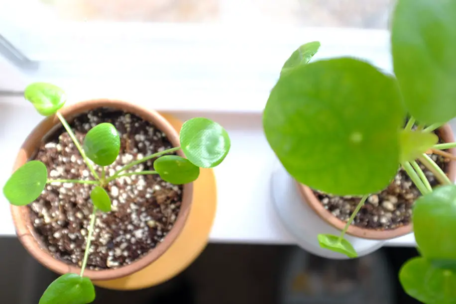 Pilea Peperomioides Dying How to Revive & Care | Simply Living NC