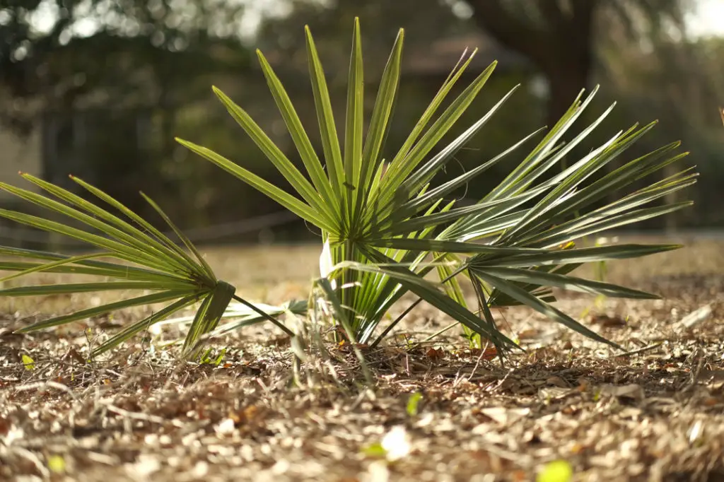 Salt Damaged Plants; how to help plants recover  | Simply Living NC