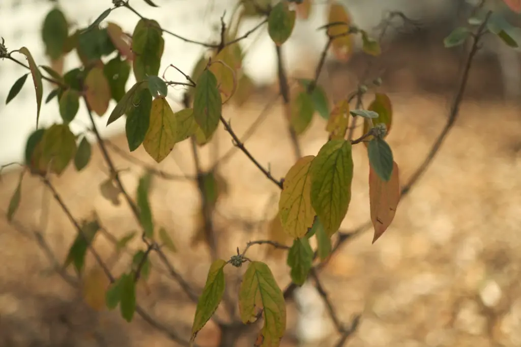 Salt Damaged Plants; how to help plants recover  | Simply Living NC