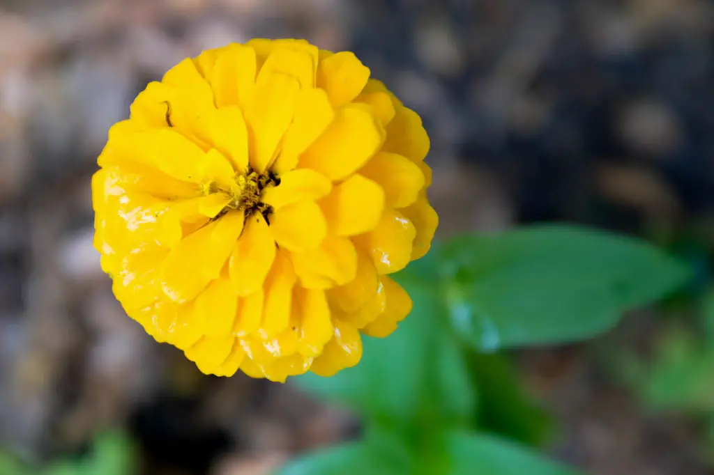 Zinnias; Your Guide to The Colors of Summer | Simply Living NC