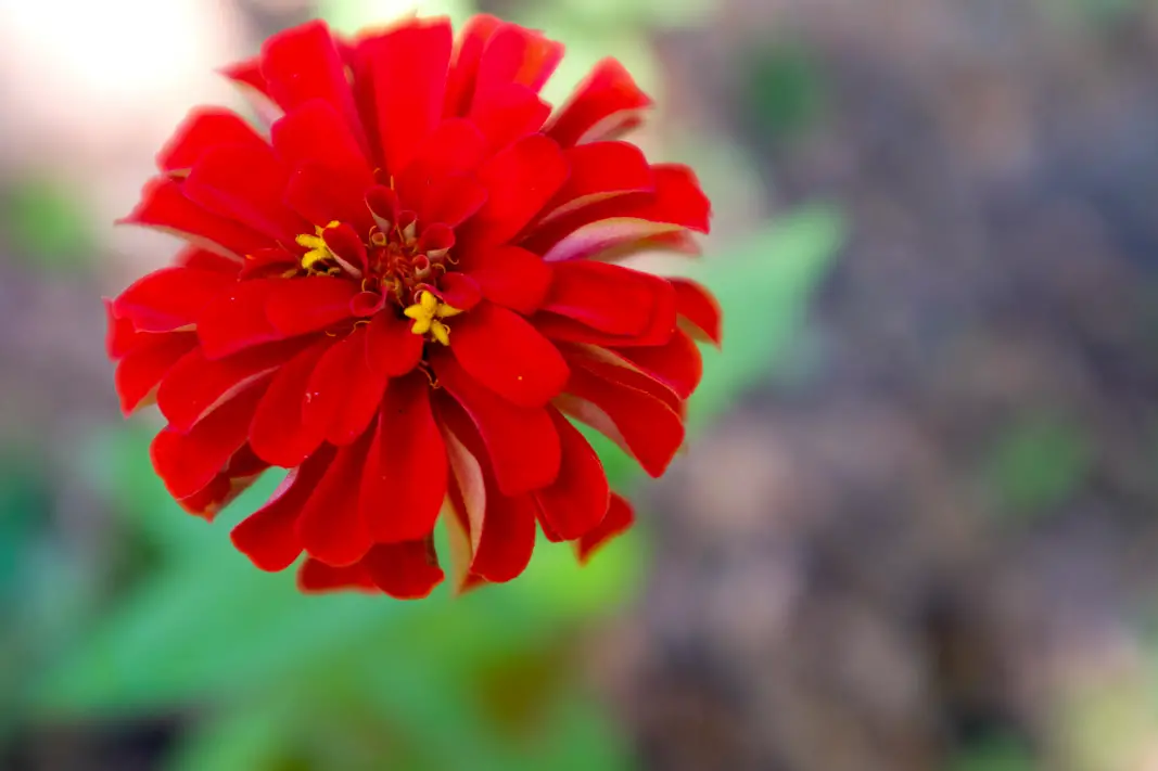 Zinnias; Your Guide to The Colors of Summer | Simply Living NC