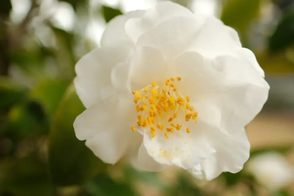 Camellias; the Southern Shade Loving Evergreen | Simply Living NC