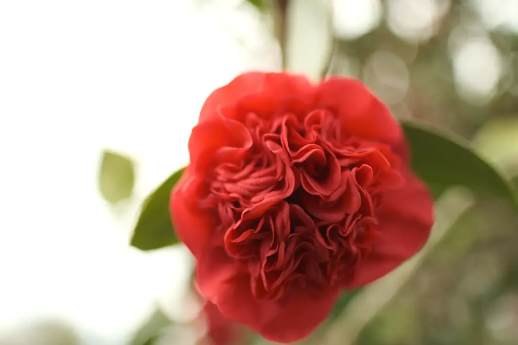 Camellias; the Southern Shade Loving Evergreen | Simply Living NC