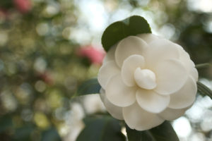 Camellias; the Southern Shade Loving Evergreen | Simply Living NC