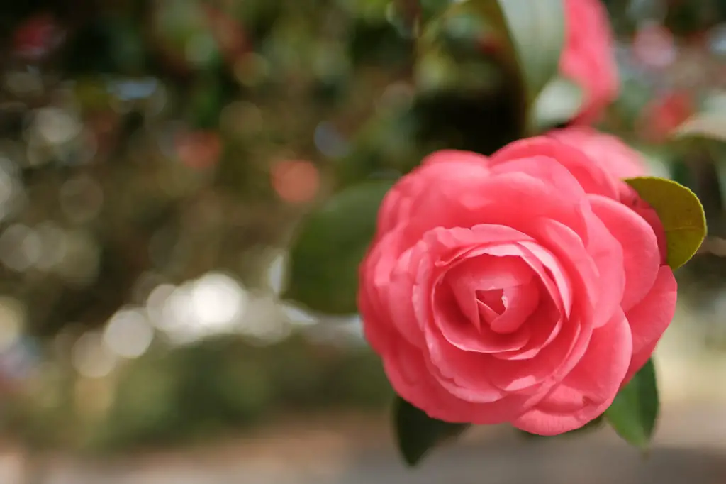 Camellias; the Southern Shade Loving Evergreen | Simply Living NC