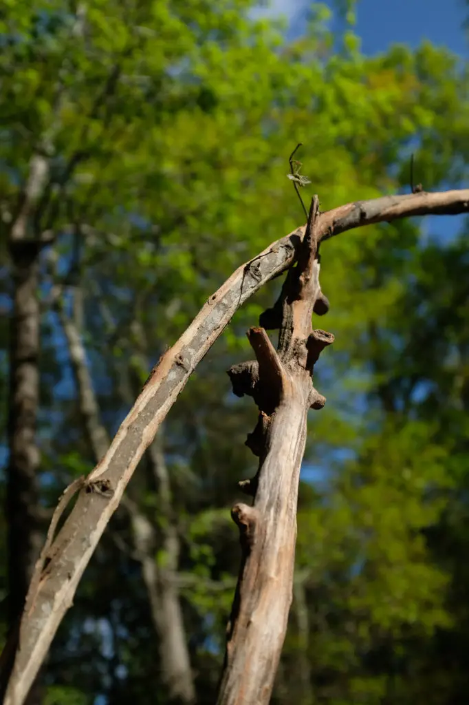 How To Build a Rustic Deer Resistant Small Vegetable Garden  | Simply Living NC