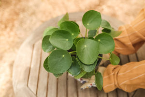 Pilea Peperomioides Online Order Unboxing, Repotting, Propagation blog video | Simply Living NC