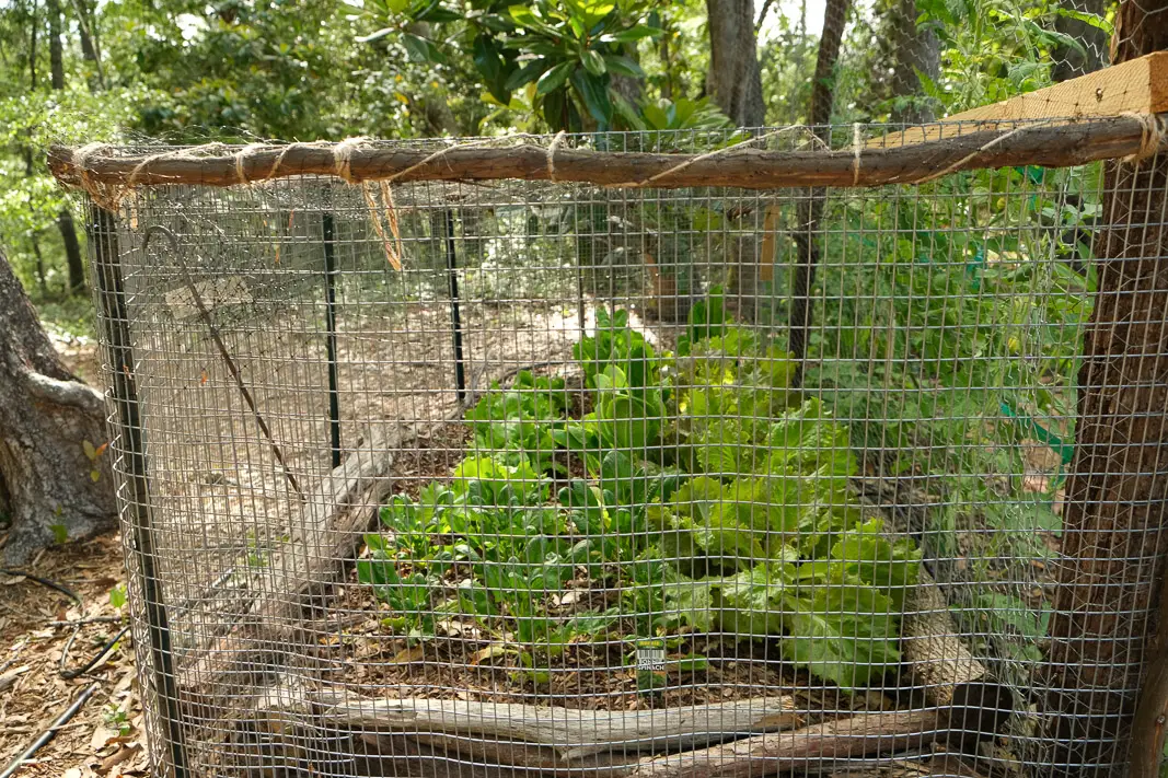 Vegetable Garden Planning Made Easy in a Small Space with Bonus Garden Pest Spray | Simply Living NC