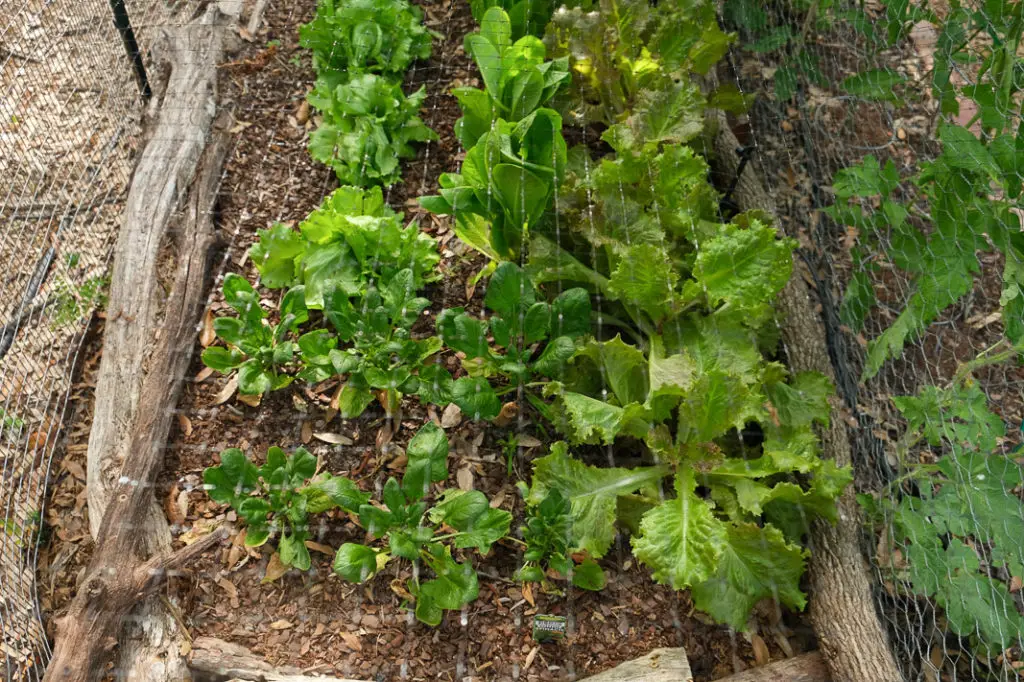 Vegetable Garden Planning Made Easy in a Small Space with Bonus Garden Pest Spray | Simply Living NC