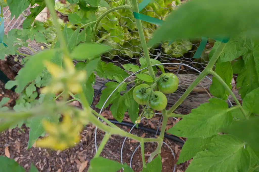 Vegetable Garden Planning Made Easy in a Small Space with Bonus Garden Pest Spray | Simply Living NC