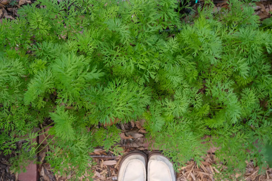 Vegetable Garden Planning Made Easy in a Small Space with Bonus Garden Pest Spray | Simply Living NC