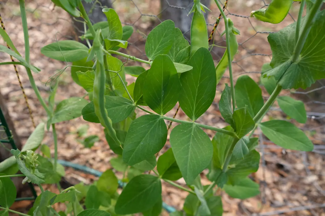 Vegetable Garden Planning Made Easy in a Small Space with Bonus Garden Pest Spray | Simply Living NC