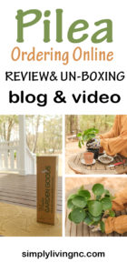 PILEA PEPEROMIOIDES ONLINE ORDERING UNBOXING, REPOTTING & PROPAGATION | SIMPLY LIVING NC
