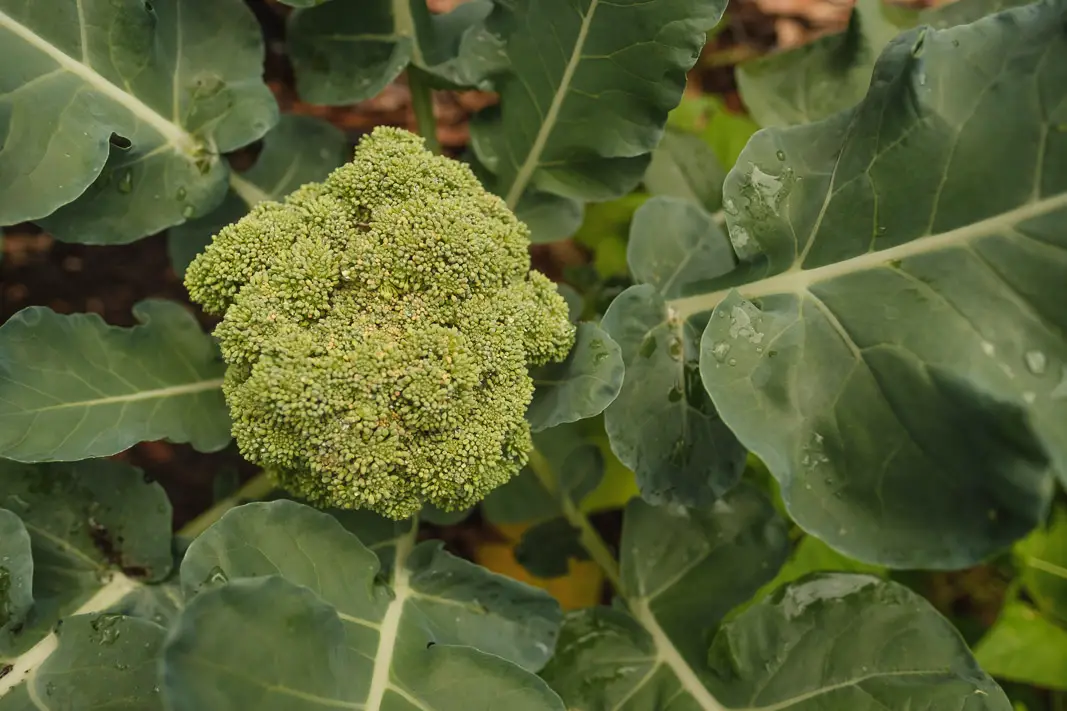 DIY Small Vegetable Garden Summer Harvest | Simply Living NC