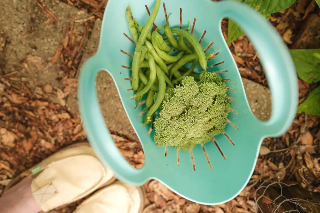 DIY Small Vegetable Garden Summer Harvest | Simply Living NC