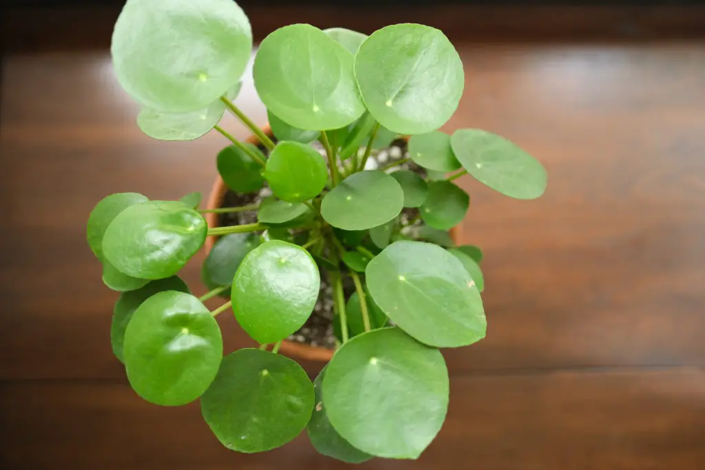 PILEA Peperomioides; the happy houseplant