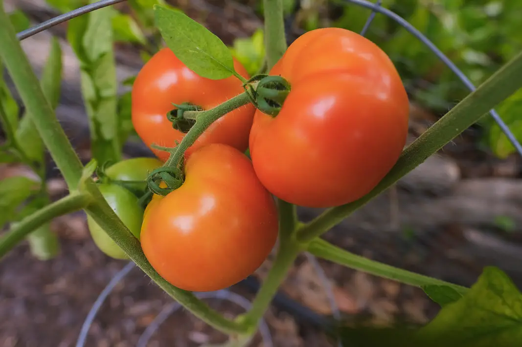 DIY Small Vegetable Garden Summer Harvest | Simply Living NC