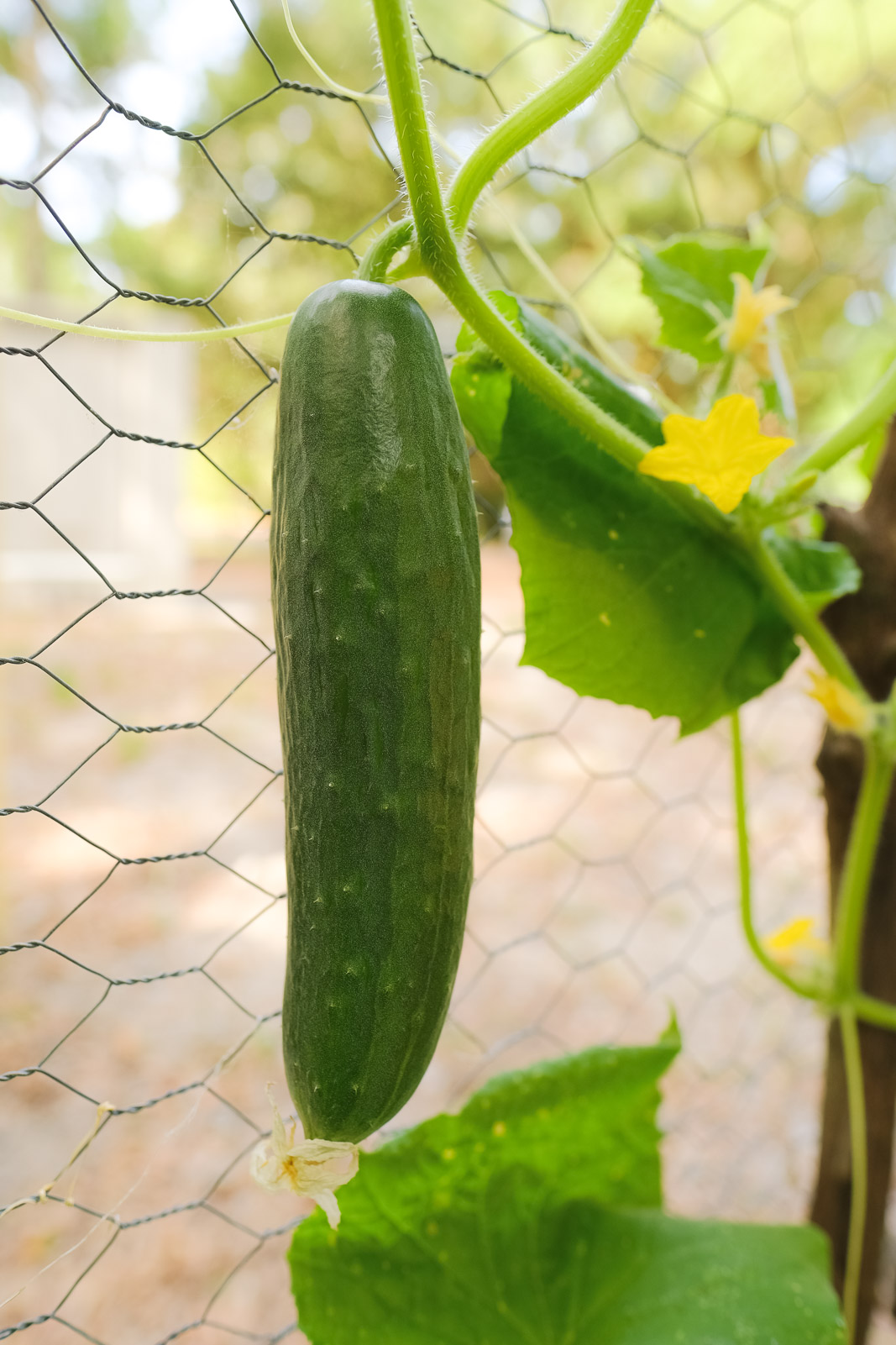 DIY Small Vegetable Garden Summer Harvest | Simply Living NC